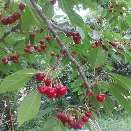 Сasa de vacaciones Il Nido Tra Le Querce Asís